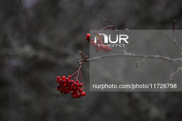 Rowan berries appear on branches without leaves in Linkoping, Sweden, on October 31, 2024. 