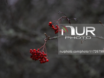 Rowan berries appear on branches without leaves in Linkoping, Sweden, on October 31, 2024. (