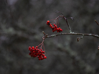 Rowan berries appear on branches without leaves in Linkoping, Sweden, on October 31, 2024. (