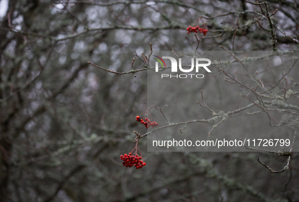 Rowan berries appear on branches without leaves in Linkoping, Sweden, on October 31, 2024. 