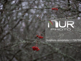 Rowan berries appear on branches without leaves in Linkoping, Sweden, on October 31, 2024. (