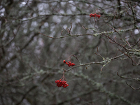 Rowan berries appear on branches without leaves in Linkoping, Sweden, on October 31, 2024. (