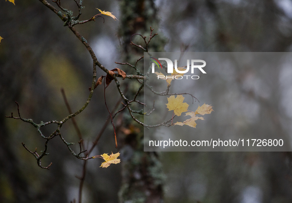 Yellow autumn maple leaves are on a tree branch in Linkoping, Sweden, on October 31, 2024. 