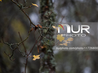 Yellow autumn maple leaves are on a tree branch in Linkoping, Sweden, on October 31, 2024. (