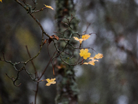 Yellow autumn maple leaves are on a tree branch in Linkoping, Sweden, on October 31, 2024. (