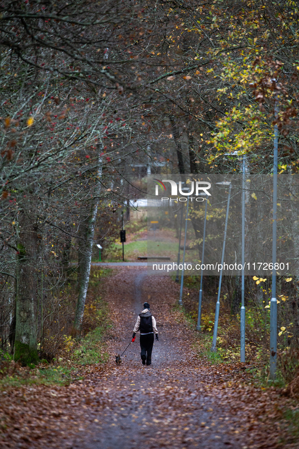 The picture shows trees changing color and preparing for winter in Linkoping, Sweden, on October 31, 2024. 