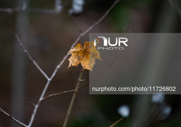 A yellow autumn maple leaf rests on a leafless tree branch in Linkoping, Sweden, on October 31, 2024. 