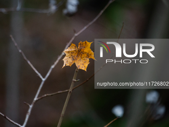 A yellow autumn maple leaf rests on a leafless tree branch in Linkoping, Sweden, on October 31, 2024. (