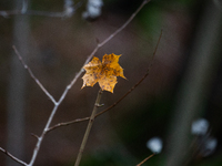 A yellow autumn maple leaf rests on a leafless tree branch in Linkoping, Sweden, on October 31, 2024. (