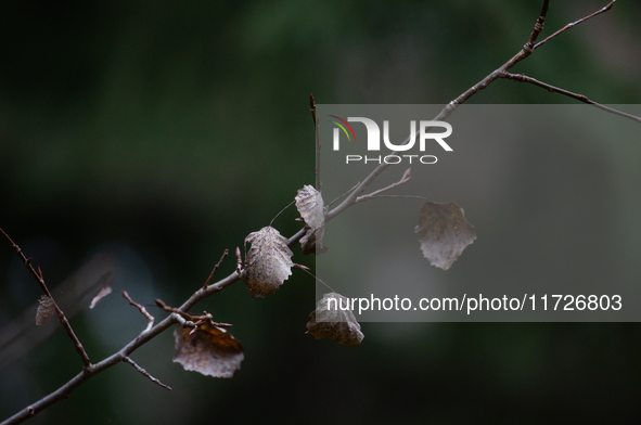 A dried leaf sits on a tree branch in Linkoping, Sweden, on October 31, 2024. 