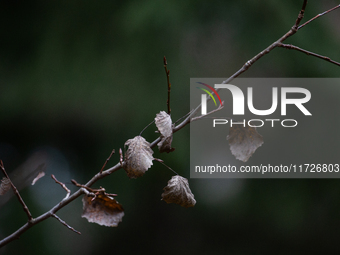 A dried leaf sits on a tree branch in Linkoping, Sweden, on October 31, 2024. (