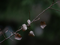 A dried leaf sits on a tree branch in Linkoping, Sweden, on October 31, 2024. (