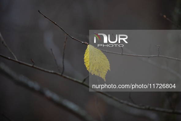 A yellow autumn birch leaf is on a leafless tree branch in Linkoping, Sweden, on October 31, 2024. 