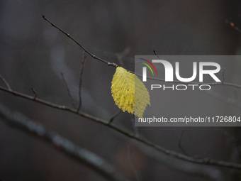 A yellow autumn birch leaf is on a leafless tree branch in Linkoping, Sweden, on October 31, 2024. (