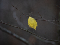 A yellow autumn birch leaf is on a leafless tree branch in Linkoping, Sweden, on October 31, 2024. (