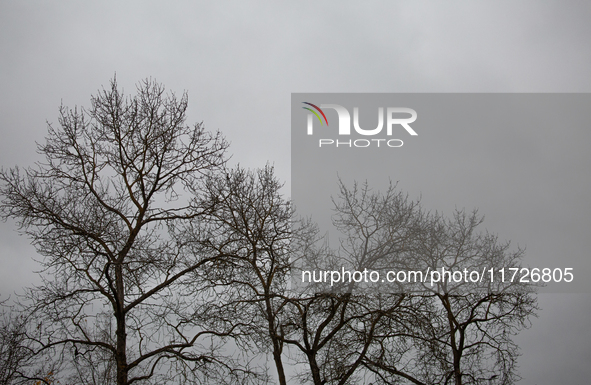 The picture shows trees without leaves in autumn in Linkoping, Sweden, on October 31, 2024. 