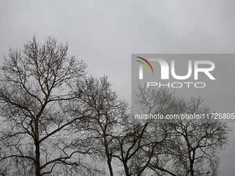 The picture shows trees without leaves in autumn in Linkoping, Sweden, on October 31, 2024. (