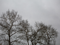 The picture shows trees without leaves in autumn in Linkoping, Sweden, on October 31, 2024. (