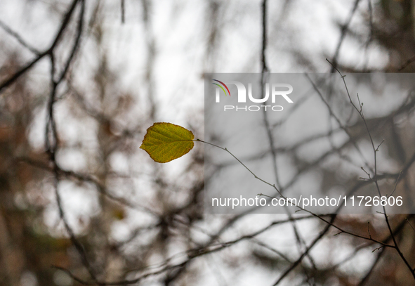 A yellow autumn birch leaf is on a leafless tree branch in Linkoping, Sweden, on October 31, 2024. 