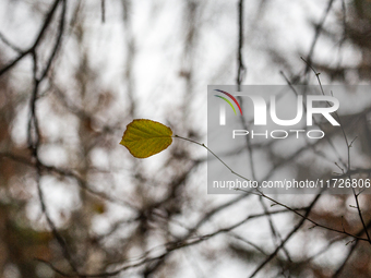 A yellow autumn birch leaf is on a leafless tree branch in Linkoping, Sweden, on October 31, 2024. (