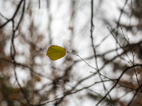 A yellow autumn birch leaf is on a leafless tree branch in Linkoping, Sweden, on October 31, 2024. (