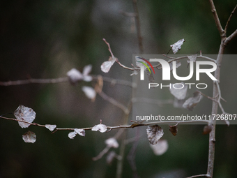 A dried leaf sits on a tree branch in Linkoping, Sweden, on October 31, 2024. (