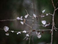 A dried leaf sits on a tree branch in Linkoping, Sweden, on October 31, 2024. (