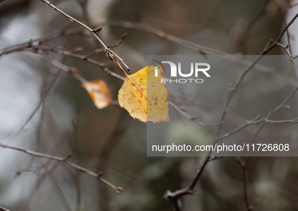 A yellow autumn birch leaf is on a leafless tree branch in Linkoping, Sweden, on October 31, 2024. 