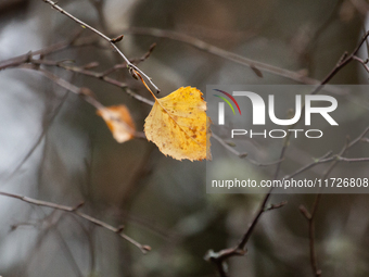 A yellow autumn birch leaf is on a leafless tree branch in Linkoping, Sweden, on October 31, 2024. (