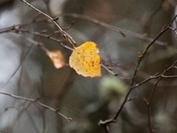 A yellow autumn birch leaf is on a leafless tree branch in Linkoping, Sweden, on October 31, 2024. (