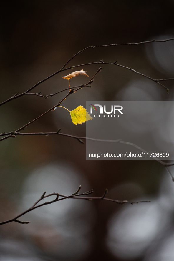 A yellow autumn birch leaf is on a leafless tree branch in Linkoping, Sweden, on October 31, 2024. 