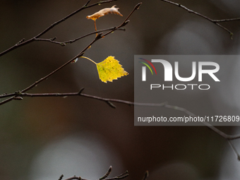 A yellow autumn birch leaf is on a leafless tree branch in Linkoping, Sweden, on October 31, 2024. (