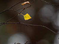 A yellow autumn birch leaf is on a leafless tree branch in Linkoping, Sweden, on October 31, 2024. (