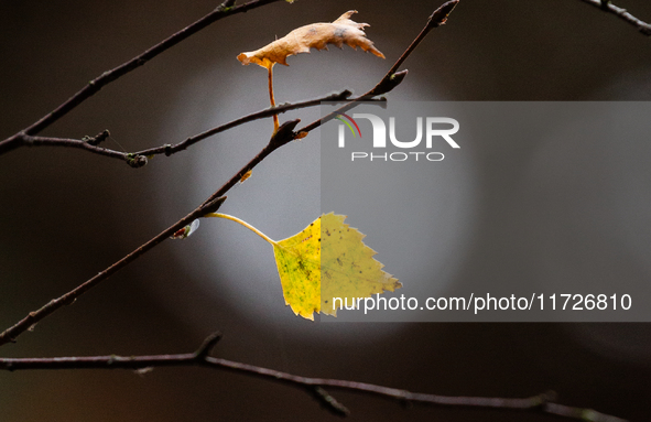 A yellow autumn birch leaf is on a leafless tree branch in Linkoping, Sweden, on October 31, 2024. 