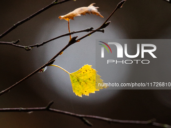 A yellow autumn birch leaf is on a leafless tree branch in Linkoping, Sweden, on October 31, 2024. (