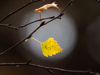 A yellow autumn birch leaf is on a leafless tree branch in Linkoping, Sweden, on October 31, 2024. (