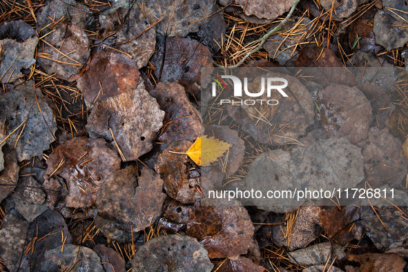 Horizontal background of autumn birch dry leaves on the ground in Linkoping, on October 31, 2024. 