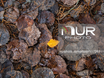 Horizontal background of autumn birch dry leaves on the ground in Linkoping, on October 31, 2024. (