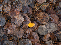 Horizontal background of autumn birch dry leaves on the ground in Linkoping, on October 31, 2024. (