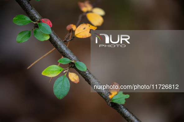 The picture shows trees changing color and preparing for winter in Linkoping, Sweden, on October 31, 2024. 