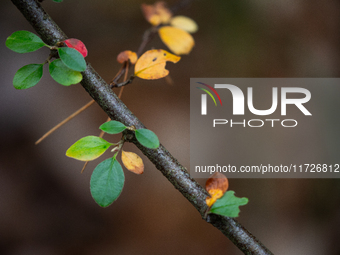 The picture shows trees changing color and preparing for winter in Linkoping, Sweden, on October 31, 2024. (