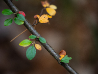 The picture shows trees changing color and preparing for winter in Linkoping, Sweden, on October 31, 2024. (