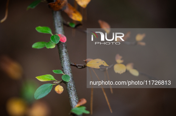 The picture shows trees changing color and preparing for winter in Linkoping, Sweden, on October 31, 2024. 