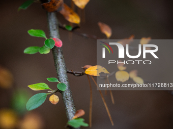 The picture shows trees changing color and preparing for winter in Linkoping, Sweden, on October 31, 2024. (