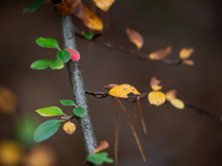 The picture shows trees changing color and preparing for winter in Linkoping, Sweden, on October 31, 2024. (