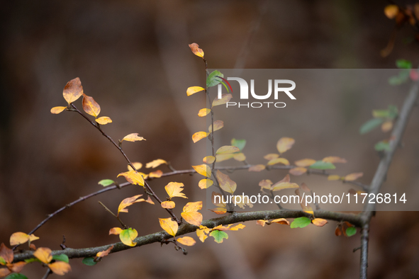 The picture shows trees changing color and preparing for winter in Linkoping, Sweden, on October 31, 2024. 