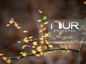 The picture shows trees changing color and preparing for winter in Linkoping, Sweden, on October 31, 2024. (