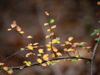 The picture shows trees changing color and preparing for winter in Linkoping, Sweden, on October 31, 2024. (