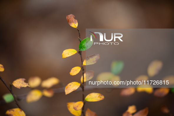 The picture shows trees changing color and preparing for winter in Linkoping, Sweden, on October 31, 2024. 