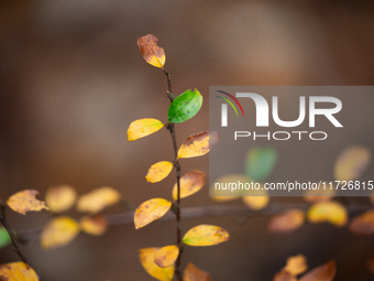 The picture shows trees changing color and preparing for winter in Linkoping, Sweden, on October 31, 2024. (